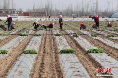 宁夏银川：春季白菜种植